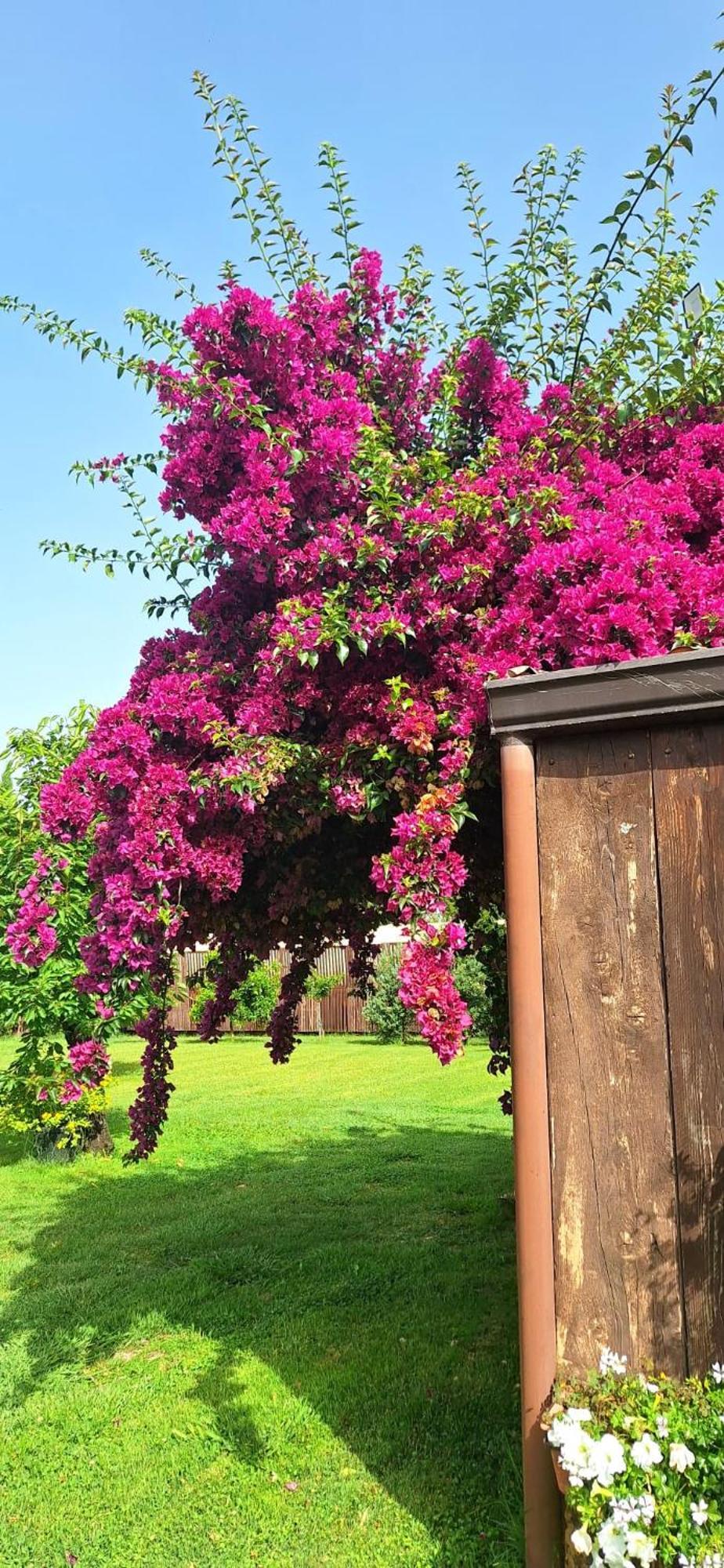 Villa Lucilla Altavilla Silentina Εξωτερικό φωτογραφία